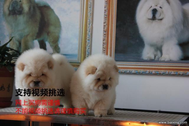 出售纯种大头肉嘴松狮幼犬 公母都有 包纯种健康