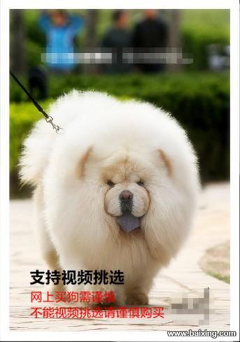 出售纯种大头肉嘴松狮幼犬 公母都有 包纯种健康