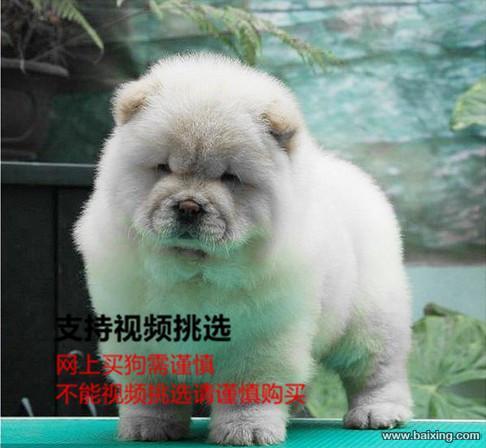出售纯种大头肉嘴松狮幼犬 公母都有 包纯种健康