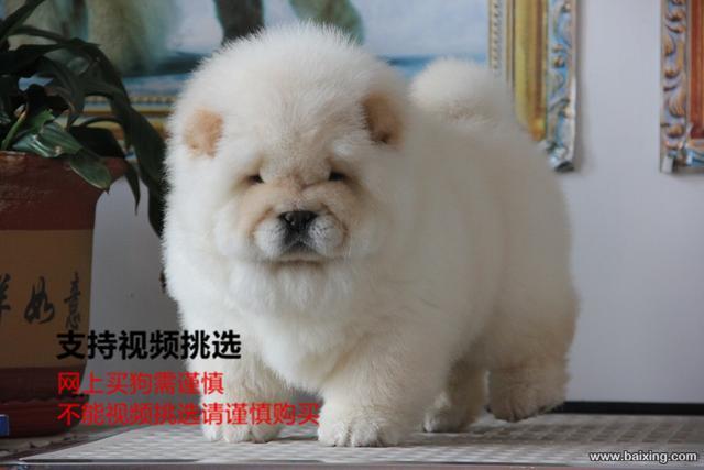 出售纯种大头肉嘴松狮幼犬 公母都有 包纯种健康